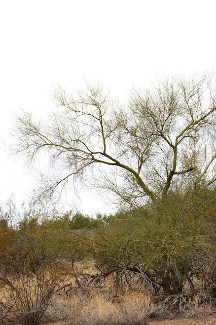 sonoran, desert, small sunny garden, amy myers, photography