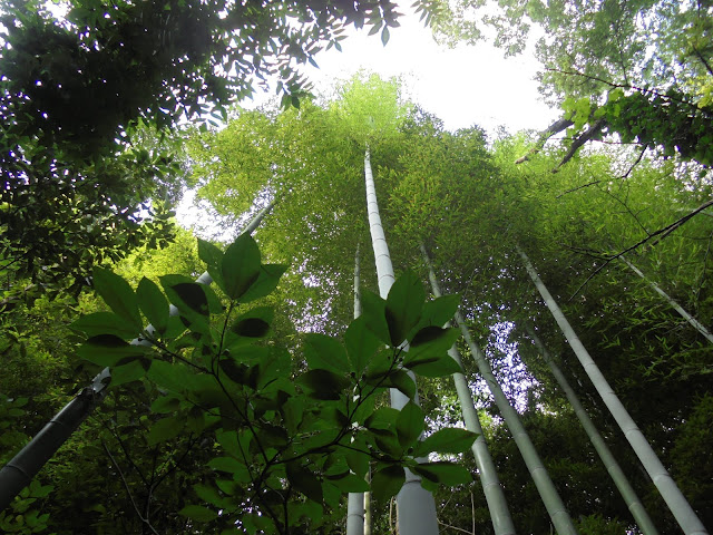 竹藪の勇壮な竹