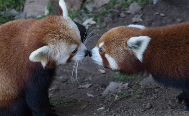 Red Panda - Panda Rojo