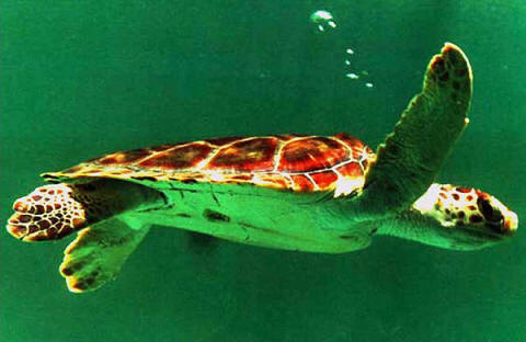 tortugas de mar. de las tortugas de hoy en