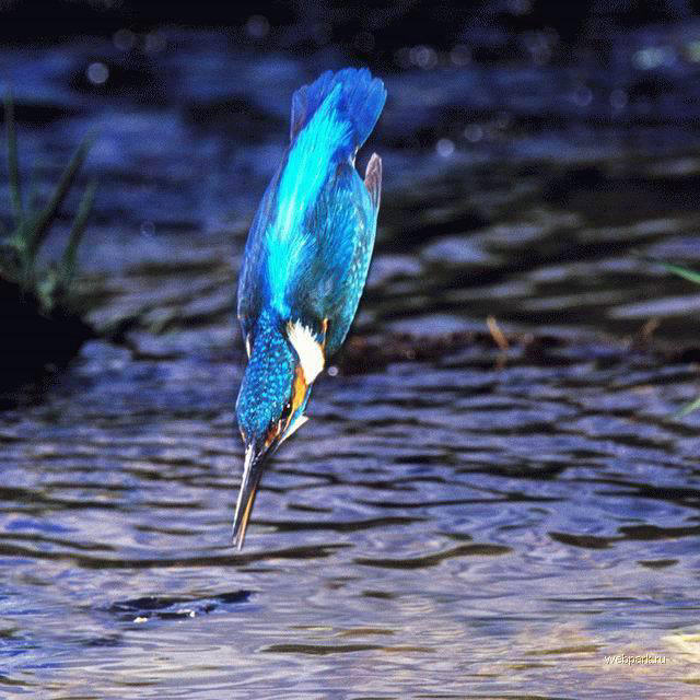 Martim-pescador, também conhecido como: martim, martim-grande, papa-peixe, pica-peixe, ariramba, urarirana e guarda-rios. As aves coraciformes, pertencentes à família Alcedinidae, da qual o martim é membro, inclui 95 espécies. O grupo está presente em todos os continentes, excepto nas regiões polares e na maioria das ilhas oceânicas. 