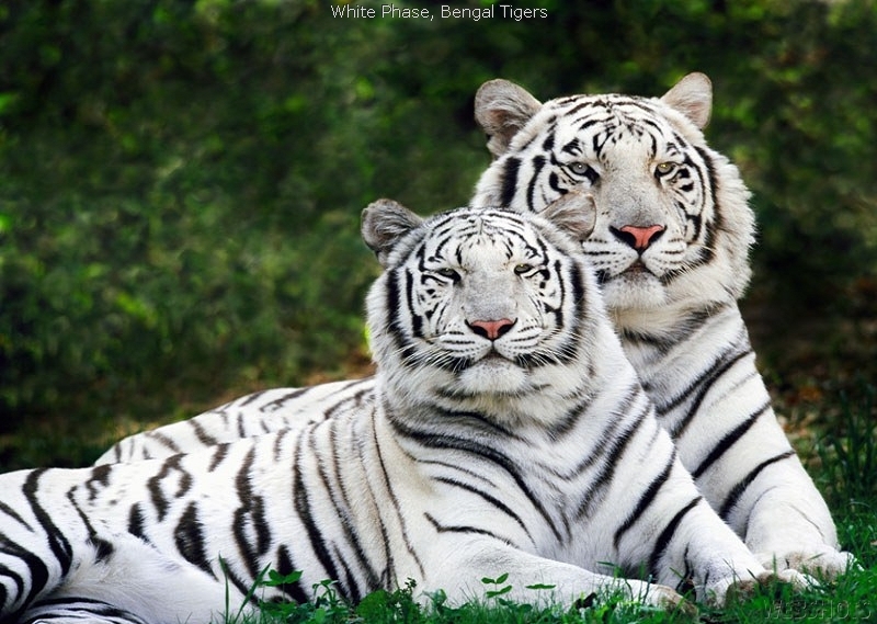 White Tiger