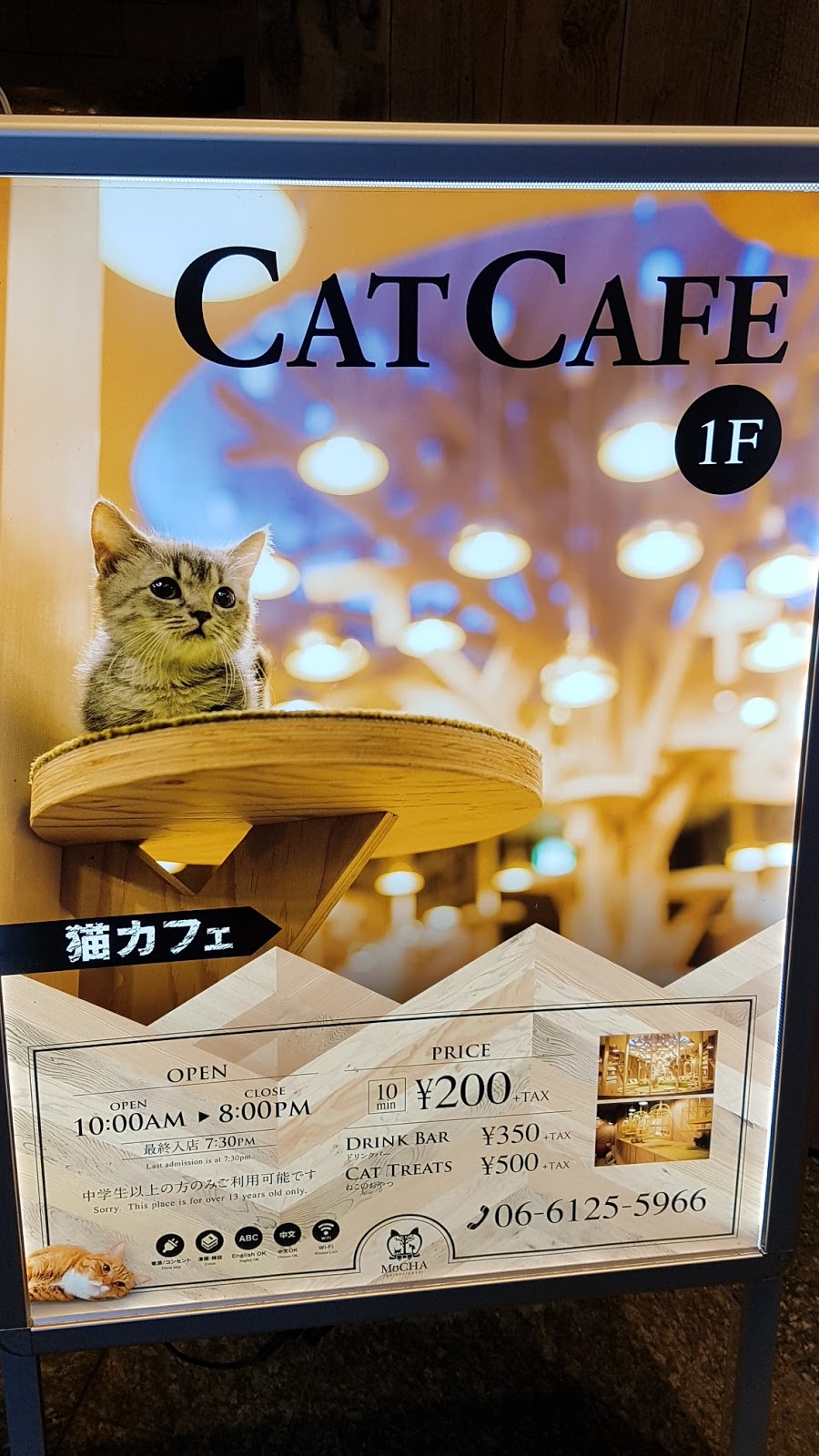 Japan Travel Blog Osaka Cat  Cafe  MoCHA Shinsaibashi