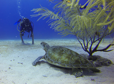 turtle-in-sea