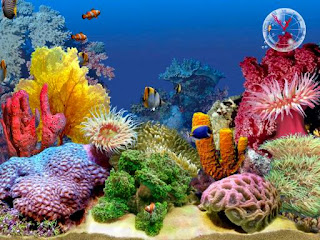 Tropical Fish Aquarium