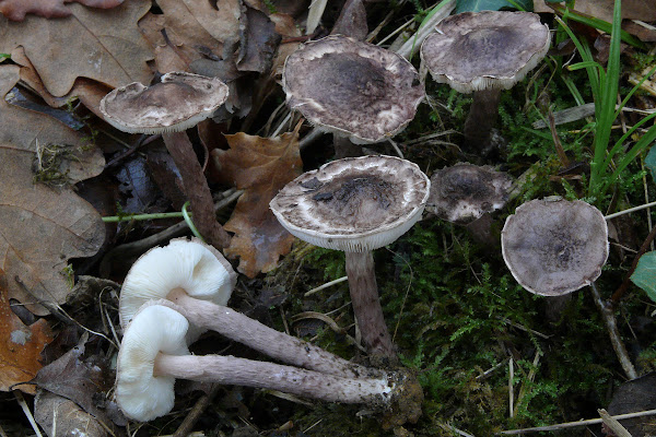 Lepiota fuscovinacea