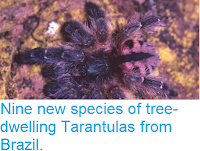 http://sciencythoughts.blogspot.co.uk/2012/11/nine-new-species-of-tree-dwelling.html