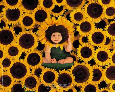 sunflowers wallpaper. Sunflower Wallpaper