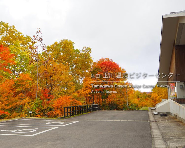 玉川温泉大橋から見る紅葉