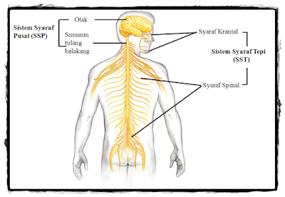 Dasar Sistem Saraf pada Manusia
