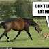 Funny Horse and dog..Funny Image