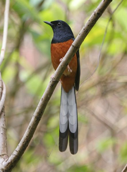 Jenis Burung Murai Batu  Arena Burung