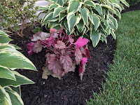 Heuchera 'Carnival Watermelon'