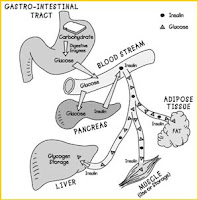 Nursing Interventions for Diabetes Mellitus