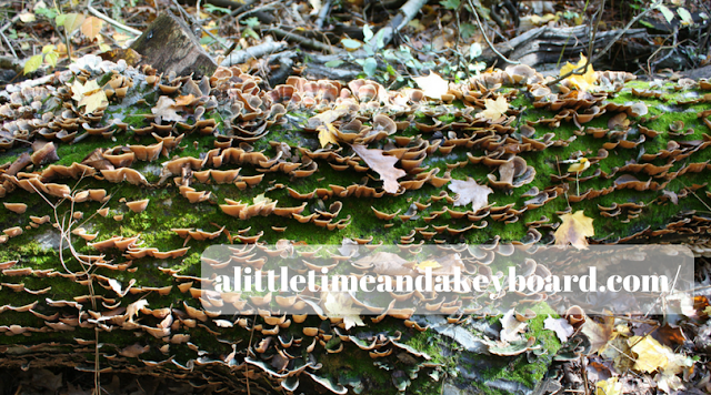 Fallen tree covered with moss and fungi at River Trail Nature Center in Northbrook, IL