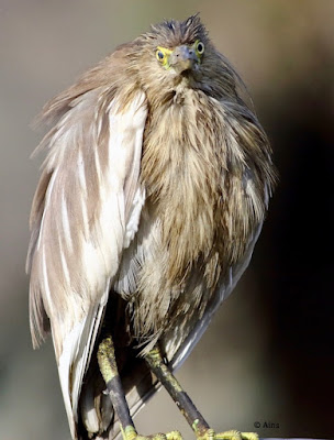 Indian Pond-Heron