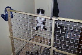 Funny cats - part 97 (40 pics + 10 gifs), cat pictures, kitten climbs fence