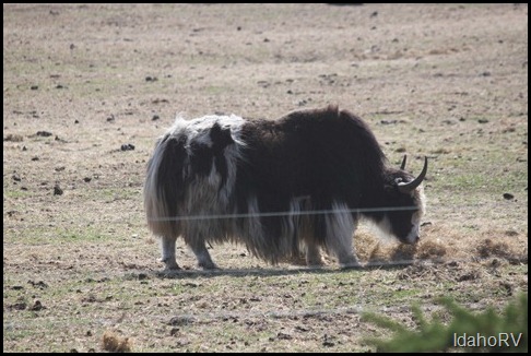 Yaks-2