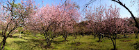 Bosque das Cerejeiras no Parque do Carmo