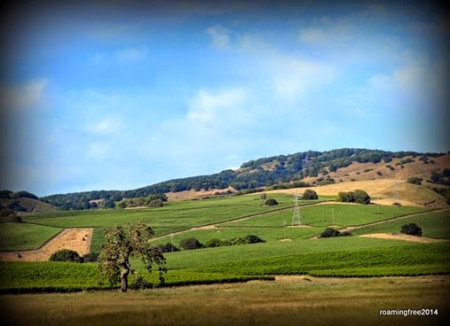 Napa grape fields