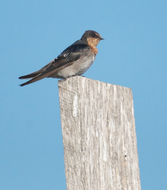 Welcome Swallow (Hirundo neoxena)