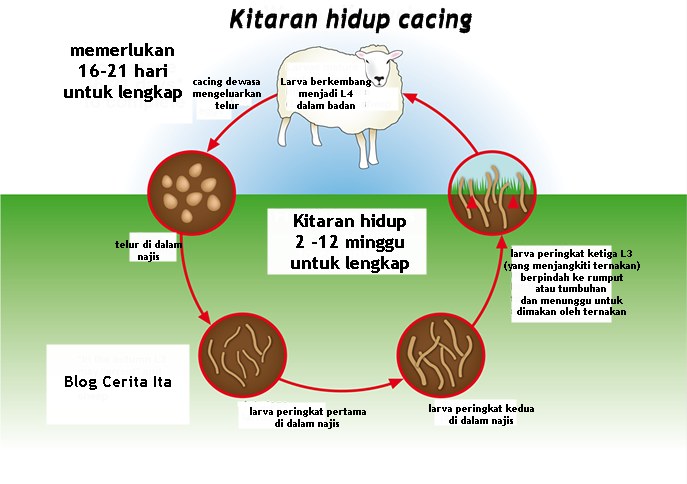 Ubat Cacing Yang Bagus Untuk Kanak-kanak - Umi Wasiati