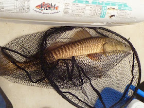 Redfish