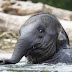 ΜΕΧΡΙ 6 ΩΡΕΣ! Πόσο μπορούν να κολυμπήσουν οι ελέφαντες; 