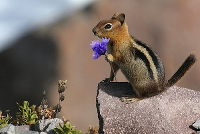 Baby Pictures  Flowers on Cute Animals  Baby Animals  Pictures Of Pets