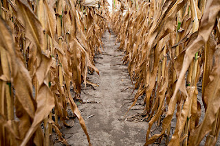 drought-stricken corn