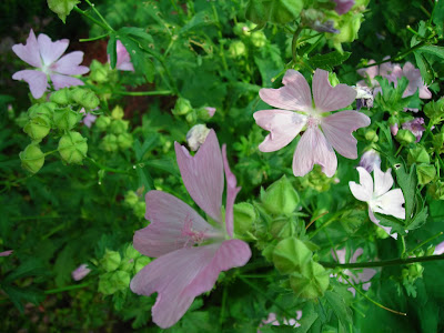 Musk Mallow Plant