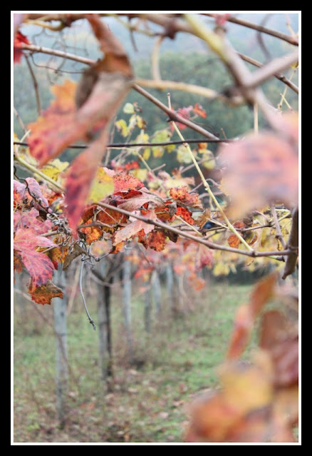 Viti e vigne a Solopaca-Benevento