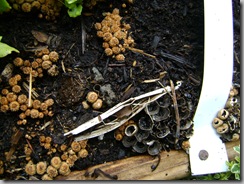 rainycompost 006