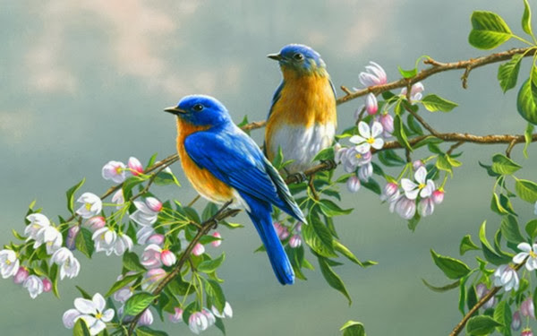 Beautiful Birds HD Wallpaper Free