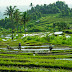✓ Pengertian Sawah, Ekosistem Sawah dan Contohnya