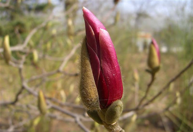 Magnolia Flower Pictures