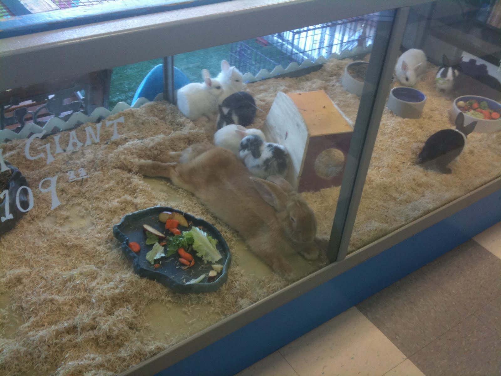 Flemish Giant Rabbit Cage