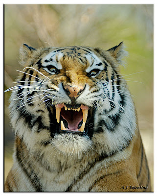 Tiger Angry Photo