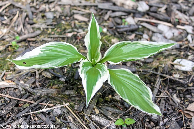 Small Hosta Plant | On The Creek Blog