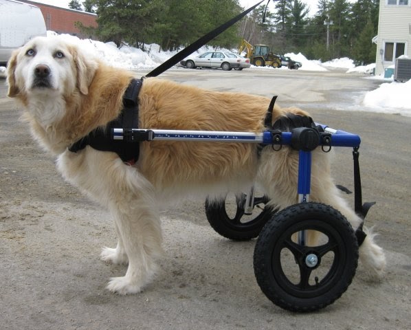 Dog Carts and Wheelchairs The Benefits of Dog Wheelchairs 