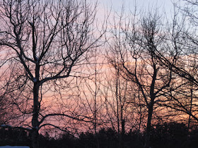 pink sunset through branches