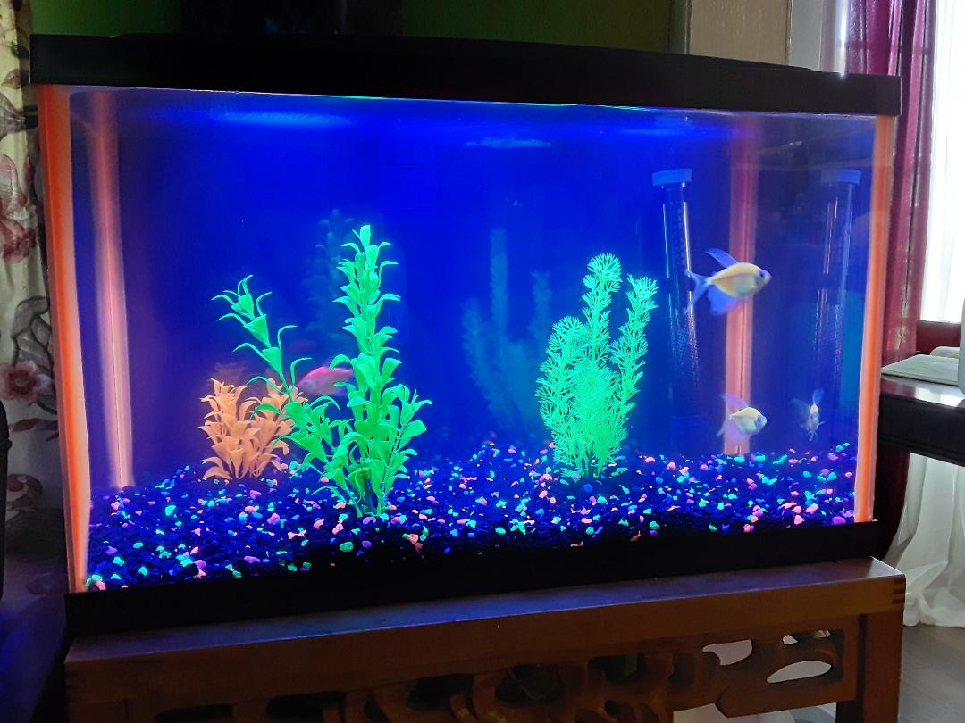 Setting Up and Taking Care of a Fish Tank Easily - Our Whiskey Lullaby