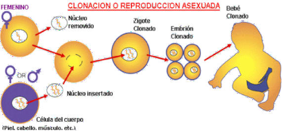 Resultado de imagen para reproducción asexual en anelidos