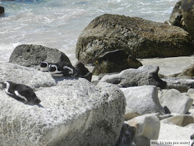 Boulders Beach