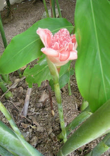 Etlingera elatior, common name Torch Ginger