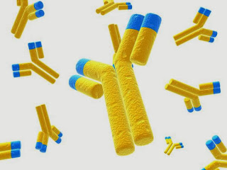 Pengertian dan Fungsi Antigen Antibodi