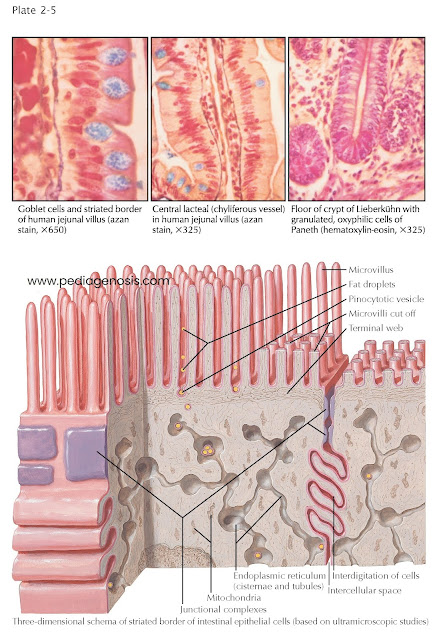 EPITHELIUM OF SMALL INTESTINE