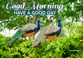 Good morning message with peacocks image