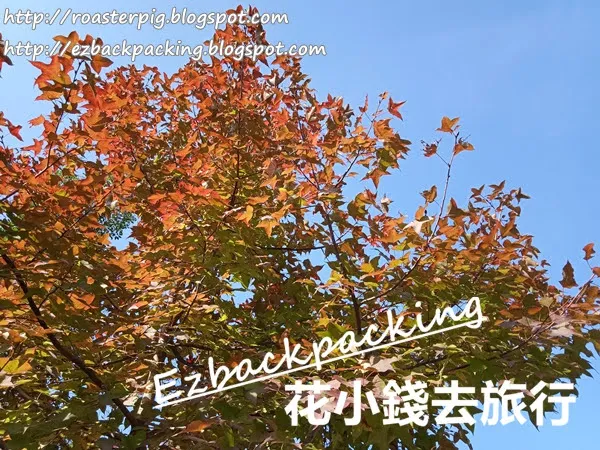 屯門紅葉: 麥理浩徑10段簡單行山看紅葉