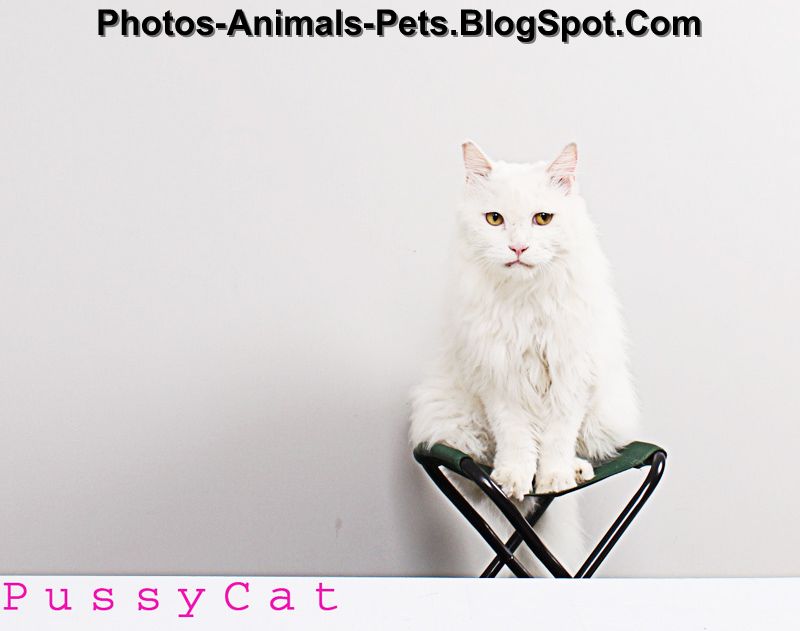 https://blogger.googleusercontent.com/img/b/R29vZ2xl/AVvXsEgokkwwfCmv8XLxftEd1SsxSTsGrFbVtLRglynninQCOrn6t0zwB12HBHWSRx2INQc89yMAPfpi2bULdXOJkTLtFwOa2fpLoooS9g6gt8metK3juZMnesQUllfceHZYECenivT8yK3JroM/s1600/white+cats+pictures+2012_0002.jpg